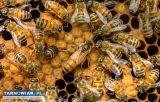 Pszczoły  - Obrazek 1