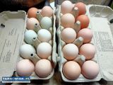 Jajka wiejskie  - Obrazek 1