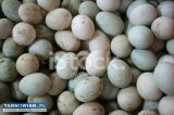 25 jaj kaczki biegusy - Obrazek 1