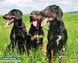 Gończe polskie reproduktory - Obrazek 4