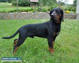 Gończe polskie reproduktory - Obrazek 2