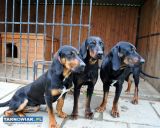 Gończe polskie reproduktory - Obrazek 1