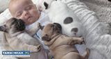 Buldog Francuski szczenieta - Obrazek 4