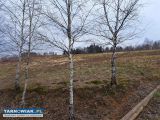 Wola Lubecka działka 1,20 ha - Obrazek 3