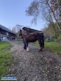 Koń źrebna  - Obrazek 3