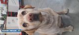 Labrador - krycie - Obrazek 2