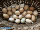 Jajka ekologiczne  - Obrazek 1