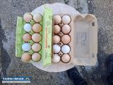 Sprzedam jajka ekologiczne - Obrazek 2