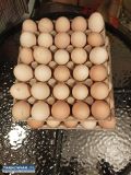 Jajka od szczęśliwych kurek - Obrazek 1