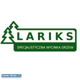 Wycinka scinka drzew - Obrazek 1