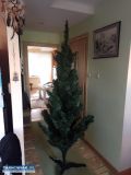 sprzedam choinke  - Obrazek 1