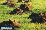 Likwidowanie kretów nornic metodą przemysłową  - Obrazek 1