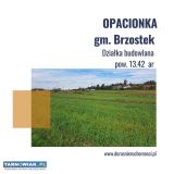 Opacionka działka 13 ar - Obrazek 1