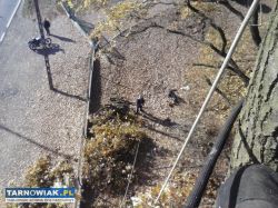 Wycinka pielegnacja dzrew ogrodów - Obrazek 3