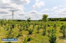 Działka rolno-budowlana w Biadolinach Radłowskich! - Obrazek 2