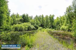 Działka budowlana Bielcza- gmina Borzęcin! - Obrazek 2