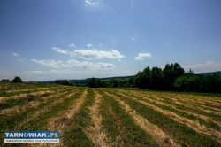 Działka rolno-budowlana w Gromniku! - Obrazek 2