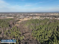 Stary las Perła gm. Dębno - Obrazek 2