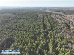 Stary las Perła gm. Dębno - Obrazek 3