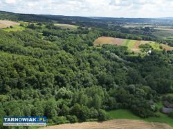 Działka leśna - Obrazek 1