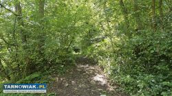 Działka leśna - Obrazek 3