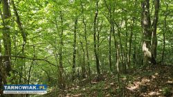Działka leśna - Obrazek 2