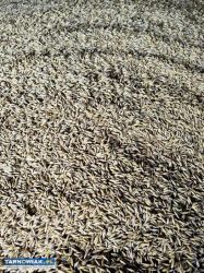 Owies Ozimy Fleuron - Obrazek 1