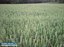 Zboże pszenica jęczmień śrutuję - Obrazek 1