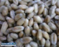 Zboże pszenica jęczmień śrutuję - Obrazek 2