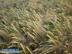 Zboże pszenica jęczmień śrutuję - Obrazek 3