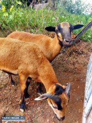 Sprzedam barany kameruńskie - Obrazek 1