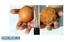 orzechy włoskie "JACEK" - Obrazek 2