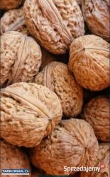 orzechy włoskie "JACEK" - Obrazek 3