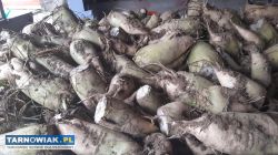 Sprzedam buraki pastewne - Obrazek 2