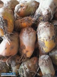 Buraki pastewne - Obrazek 1