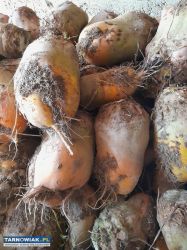 Buraki pastewne - Obrazek 2