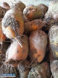 Buraki pastewne - Obrazek 3