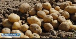 Ziemniaki różne gatunki - Obrazek 1