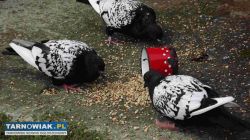 sprzedam gołebie - Obrazek 1