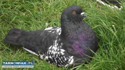 sprzedam gołebie - Obrazek 2