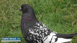 sprzedam gołebie - Obrazek 4