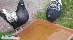 sprzedam gołebie - Obrazek 3