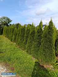 Tuja thuja szmaragd 200cm - Obrazek 1