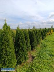 Tuja thuja szmaragd 200cm - Obrazek 2