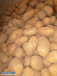 Sprzedam ziemniaki Soraya i Królowa Anna - Obrazek 2