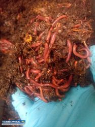 Dżdżownice - Obrazek 1