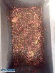 Dżdżownice - Obrazek 2