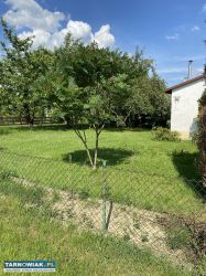 Sprzedam działkę ROD w Mościcach - Obrazek 2