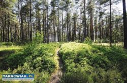 2 hektarowy las w Joninach  gm. Ryglice - Obrazek 1