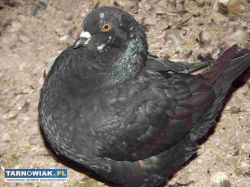 sprzedam gołebie - Obrazek 2